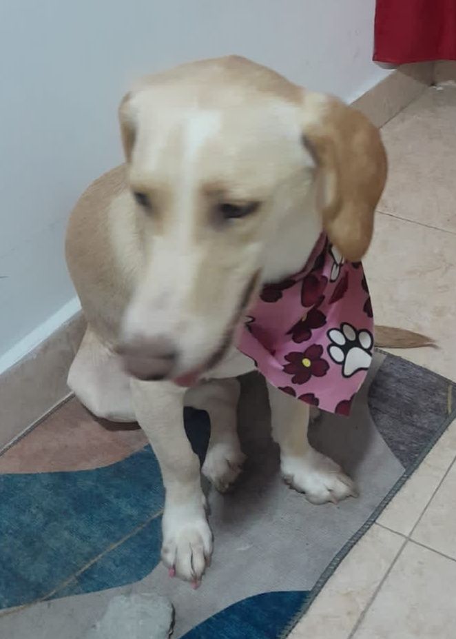 Perra encontrada en La Sultana, Dosquebradas, Risaralda 