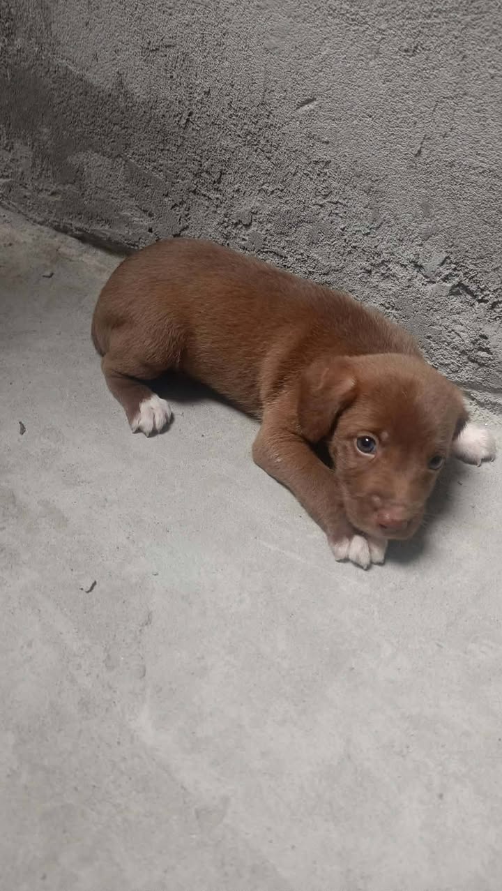  Perritos buscando hogar responsable en Pereira 