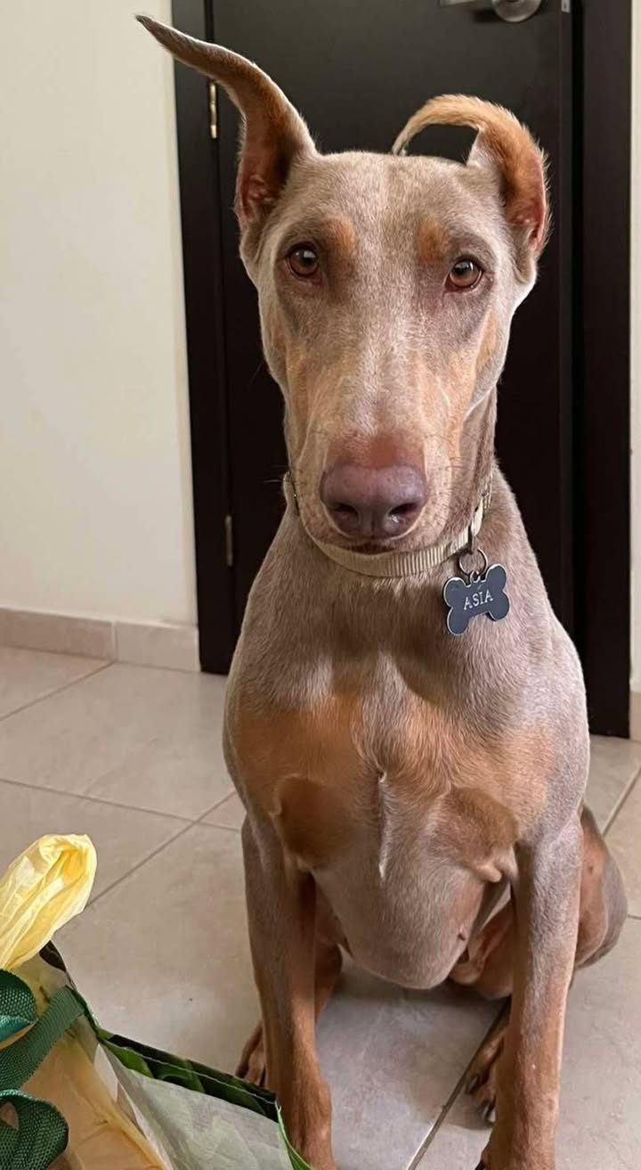 Adopción de perro en Pereira 
