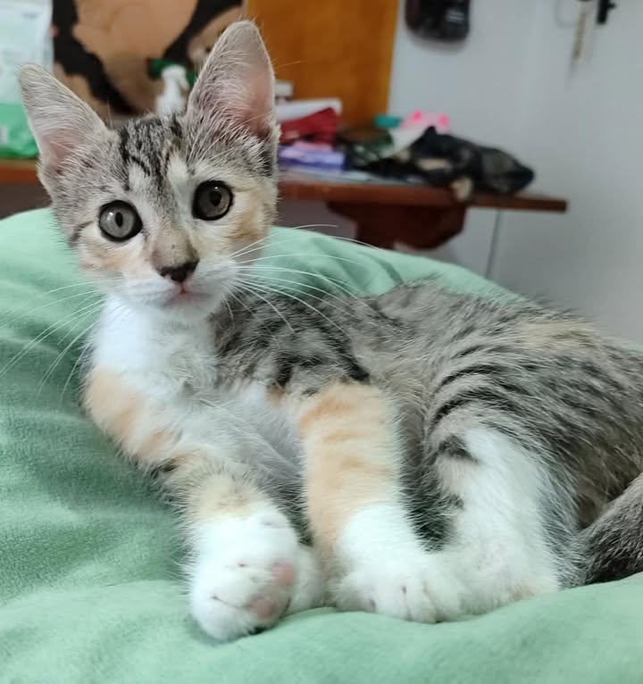 Gatica Busca Hogar Responsable en Pereira 