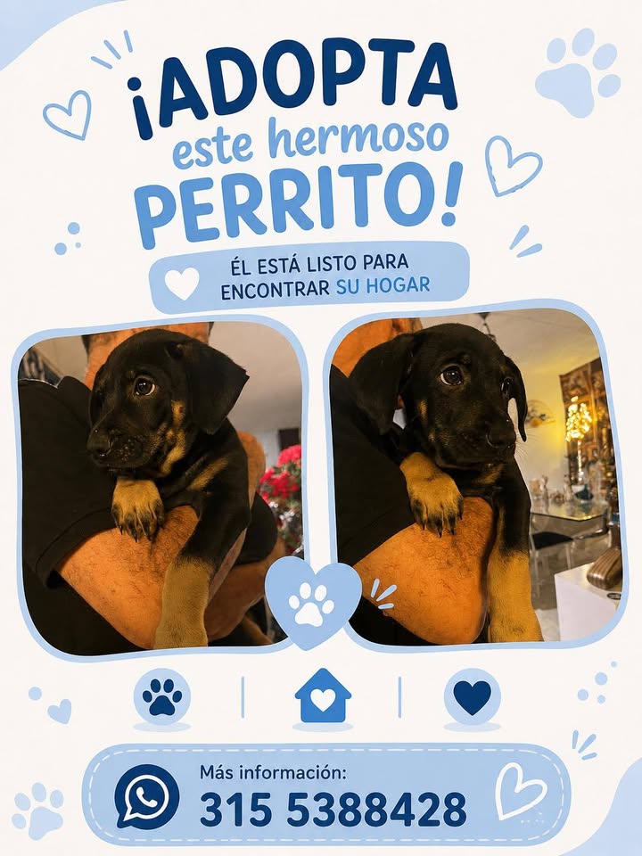 Hermoso perrito busca hogar en Pereira 