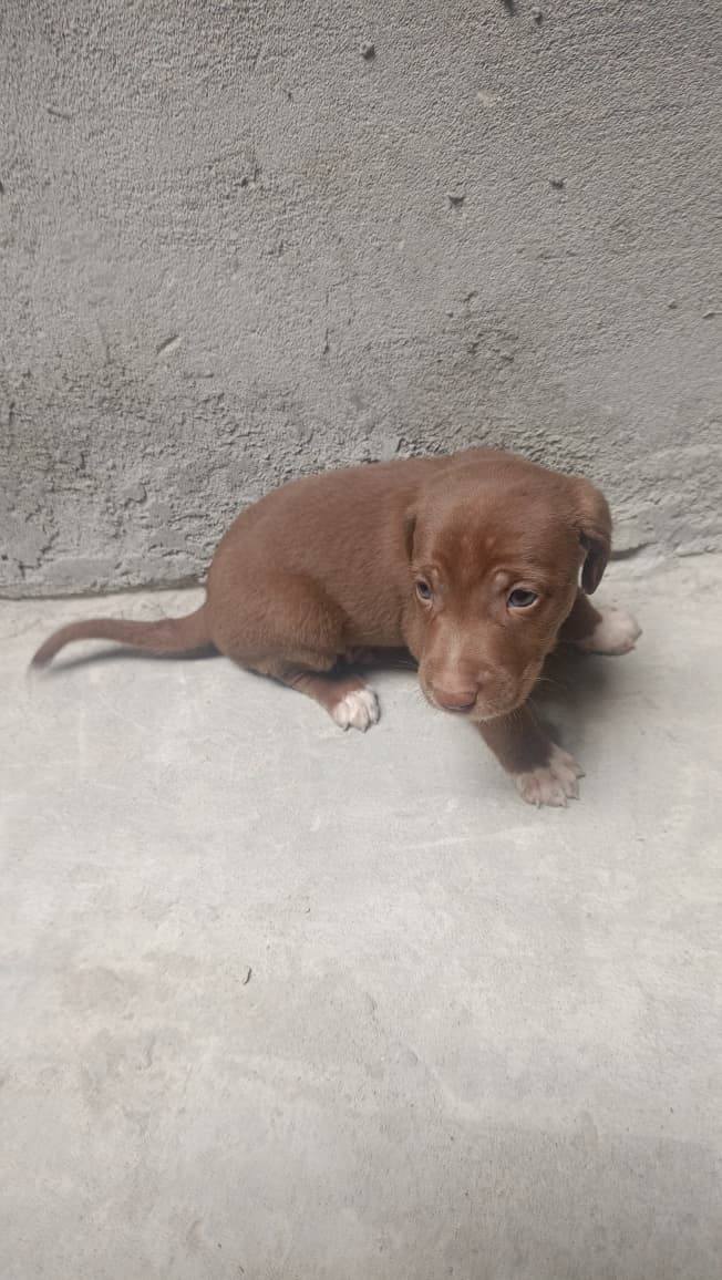 Perritos buscando hogar responsable en Pereira 