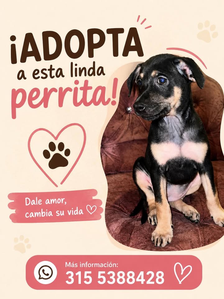 Hermoso perrito busca hogar en Pereira 