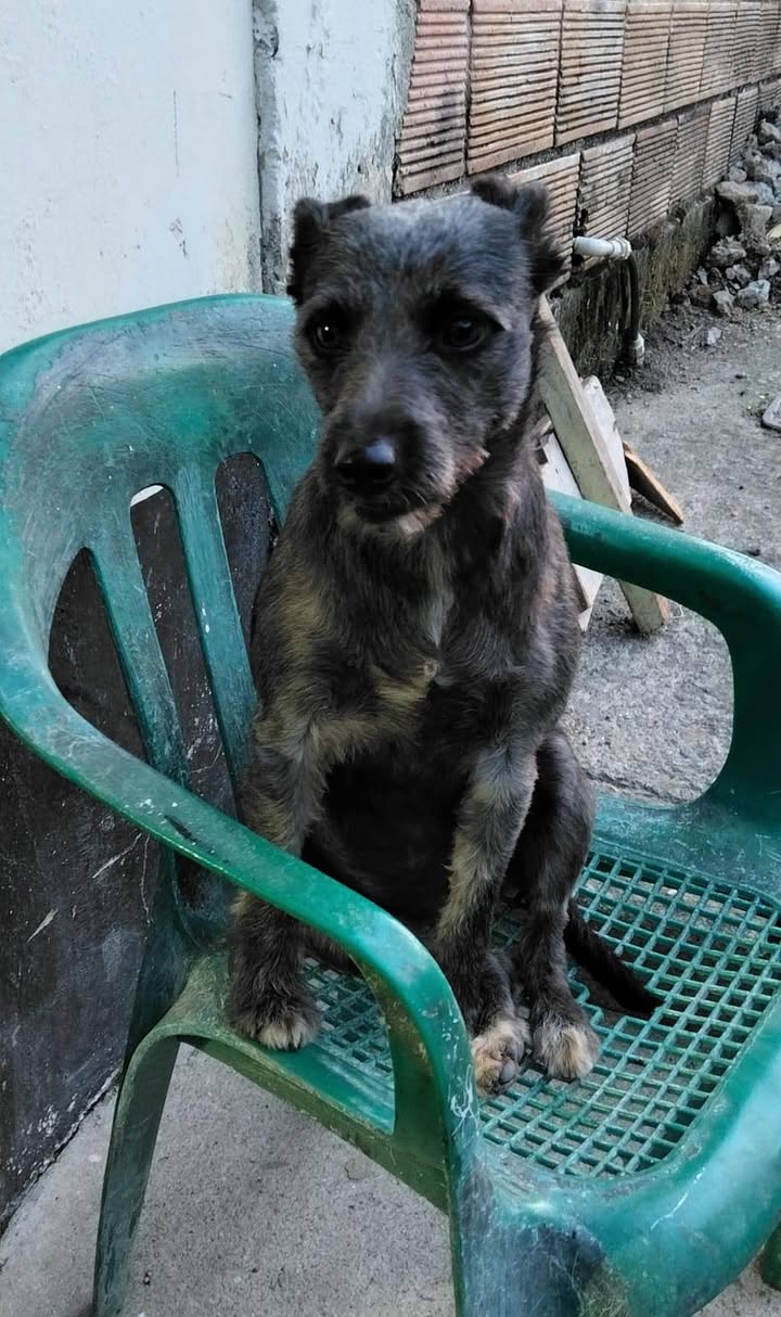 Perra encontrada en Amagá, Antioquia busca familia 