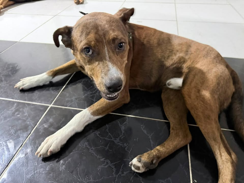 Busca hogar responsable para perro en Pereira 