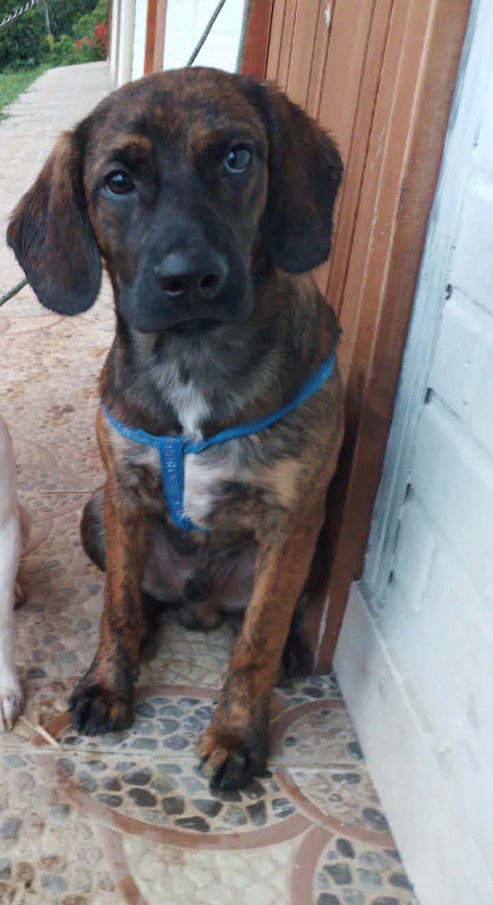 Perrito en busca de hogar responsable y amoroso en Pereira 
