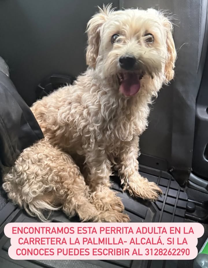 Perrita adulta encontrada en la carretera La Palmilla-Alcalá, Risaralda 