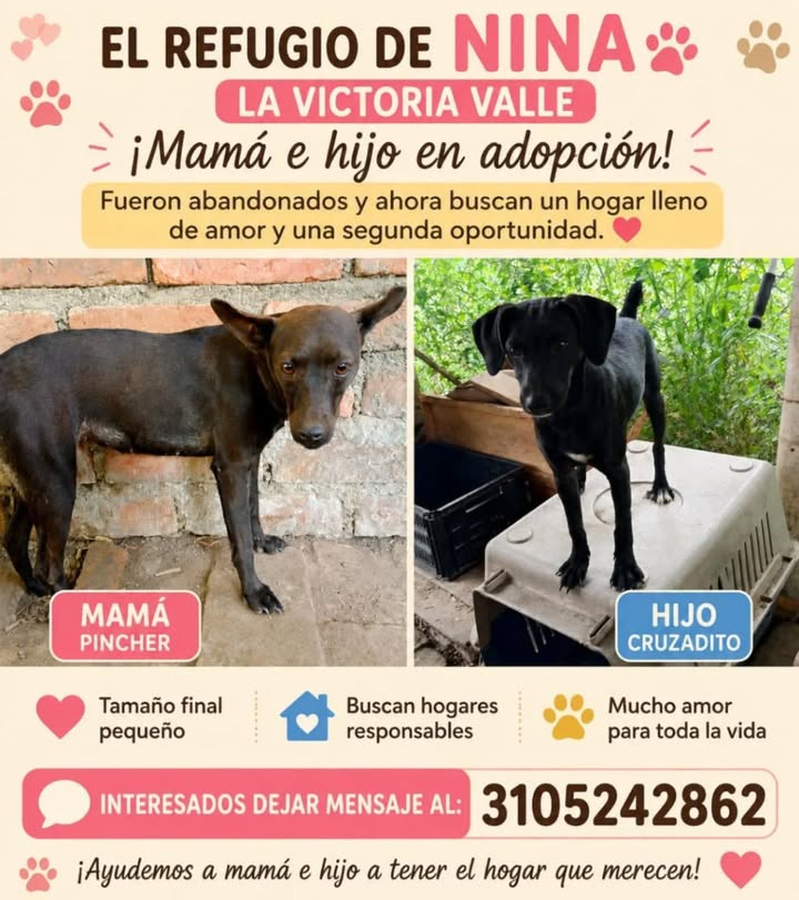 Adopción de mamá e hijo perro en Pereira 