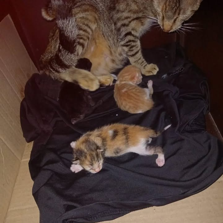 Gatica y sus bebés buscan hogar de paso en La Victoria, Valle 
