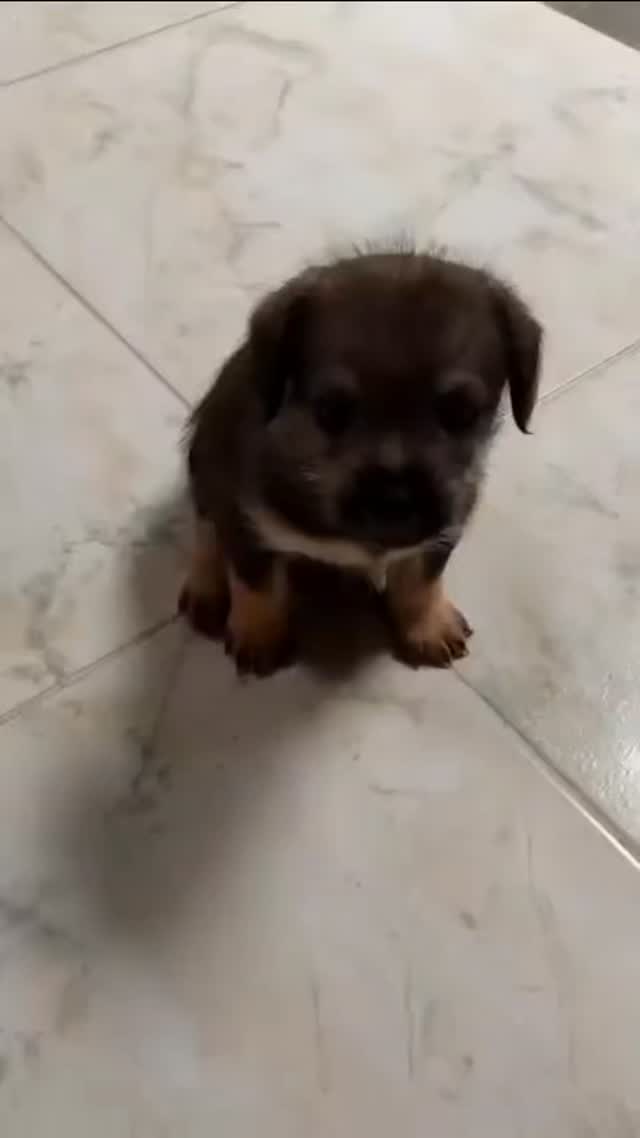 Cachorro busca hogar en Pereira 