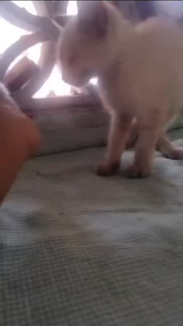Bebé de dos meses y medio buscando hogar en Pereira 