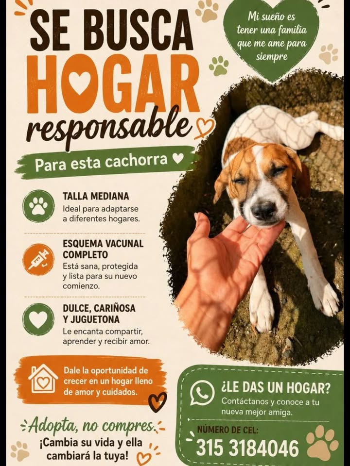 Busca Hogar Responsable para Cachorra en Pereira 