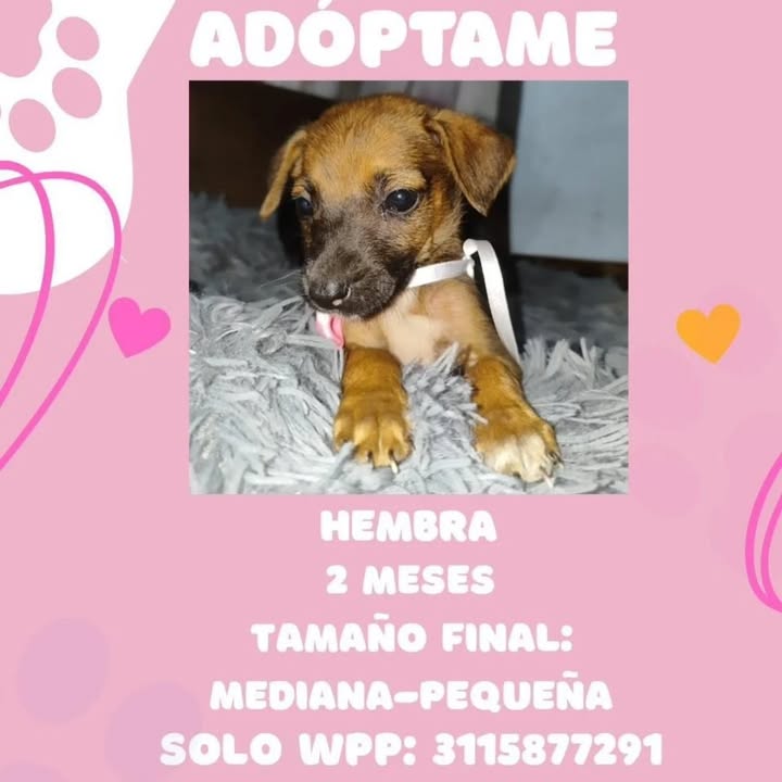 Adopción de cachorra hembra en Pereira 