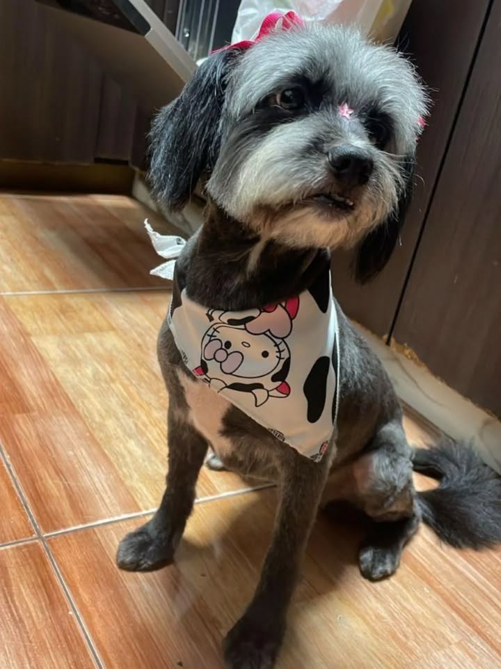 Perra de 7 años busca hogar en Pereira, Risaralda 