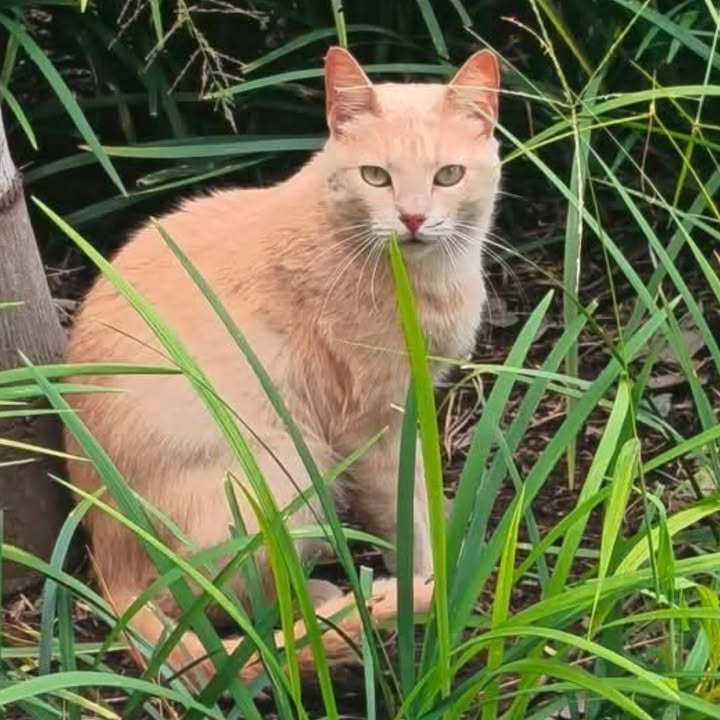 Gatito busca hogar en Pereira 