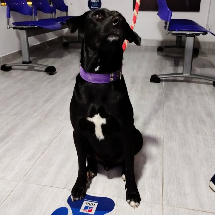 Perrito Negro Amoroso Encontrado en Pereira Busca Familia 