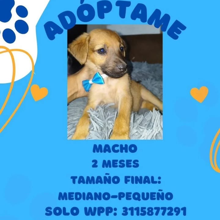 Adopción de cachorra hembra en Pereira 