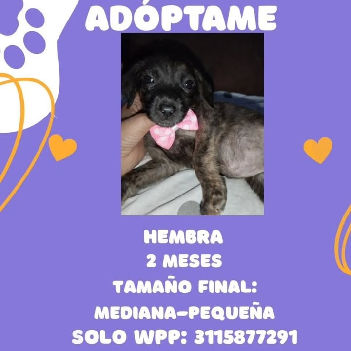 Adopción de cachorra hembra en Pereira 