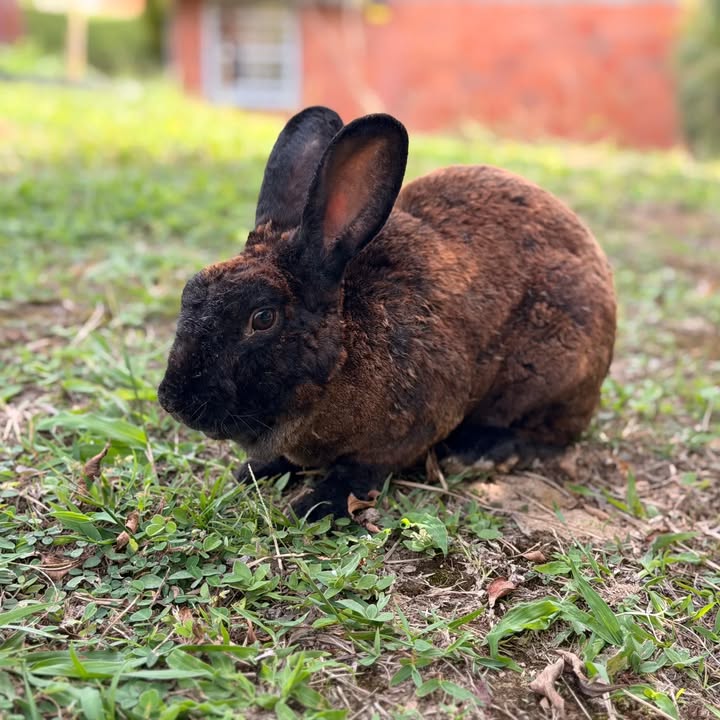 Conejo en adopción responsable en Pereira 