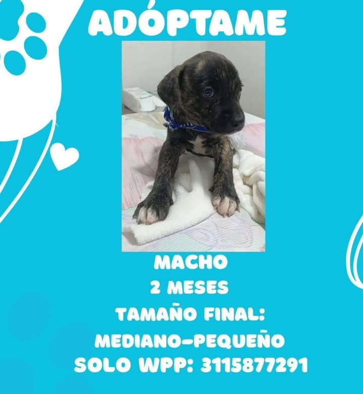 Cachorro Macho de 2 Meses Busca Hogar en Pereira 