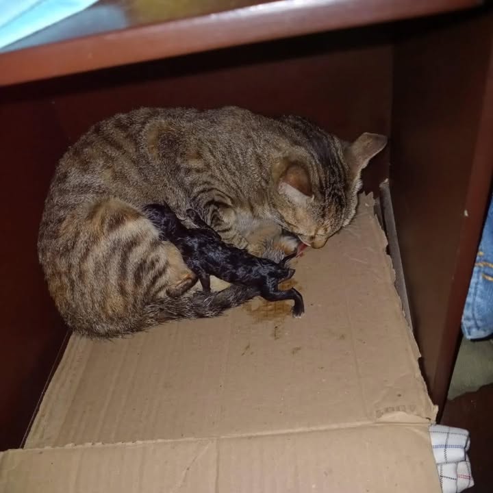 Gatica y sus bebés buscan hogar de paso en La Victoria, Valle 