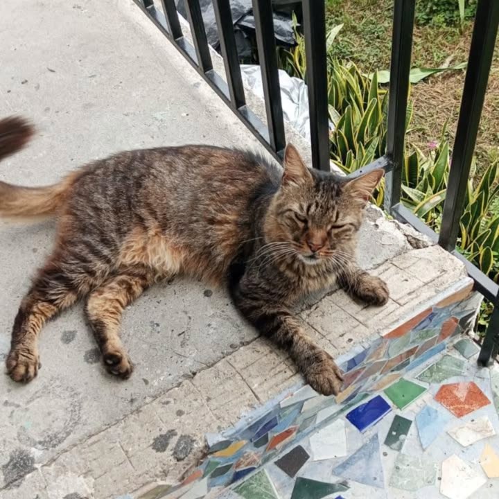 Gato Macho Busca Hogar en Pereira, Risaralda - Adopción Responsable 
