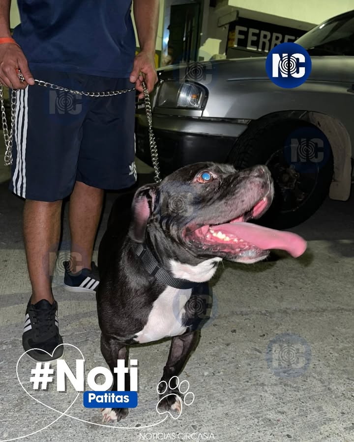 Perro encontrado en Circasia, Quindío 