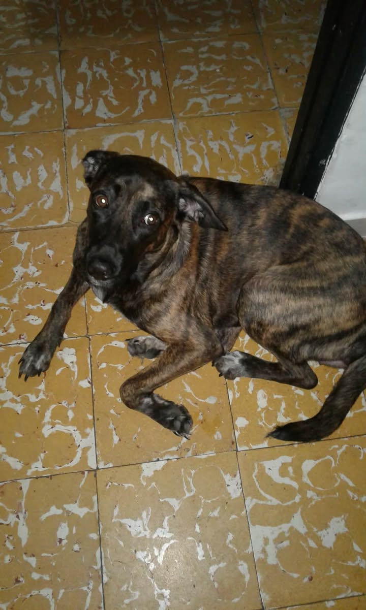 Linda Perrita en Adopción en Pereira 