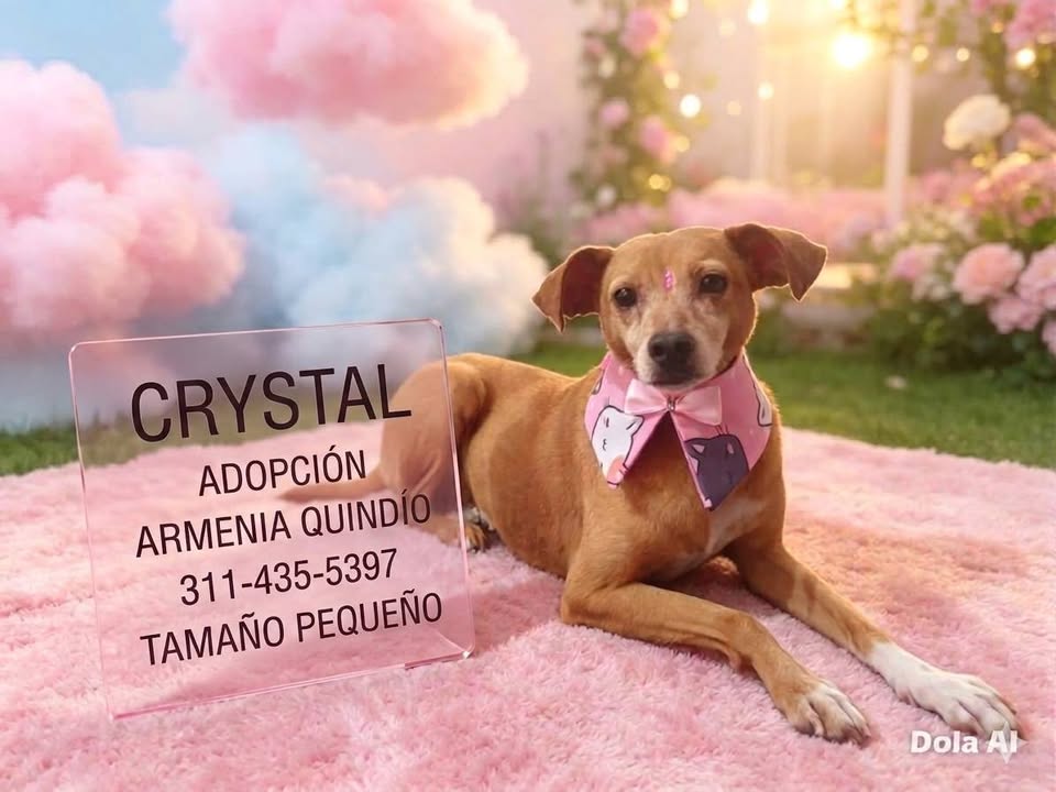 Adopta un perrito de tamaño pequeño o mediano en Armenia, Quindío 