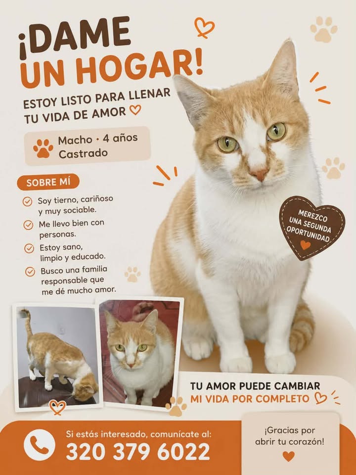 Gato anaranjado y blanco busca hogar en Pereira 