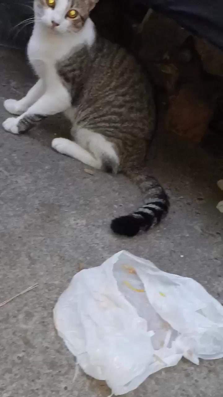 Gatas en Adopción Urgente en Tuluá, Valle 
