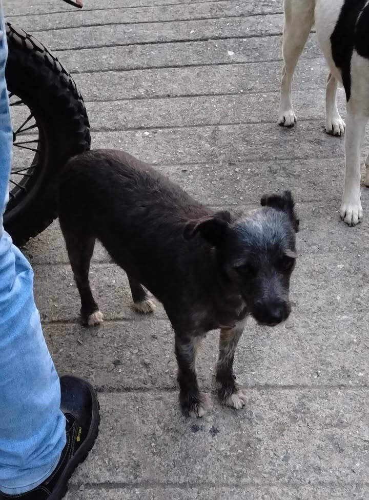 Perra encontrada en Amagá, Antioquia busca familia 