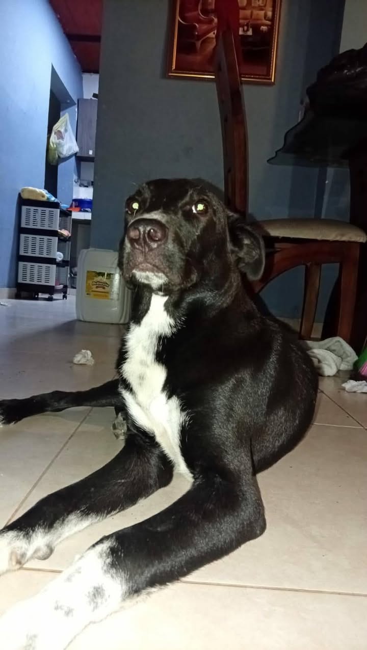 Perro negro con blanco en Tuluá, Valle del Cauca 