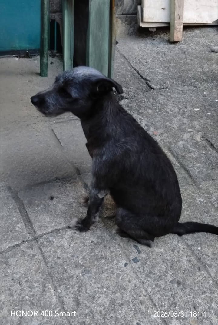 Perra encontrada en Amagá, Antioquia busca familia 