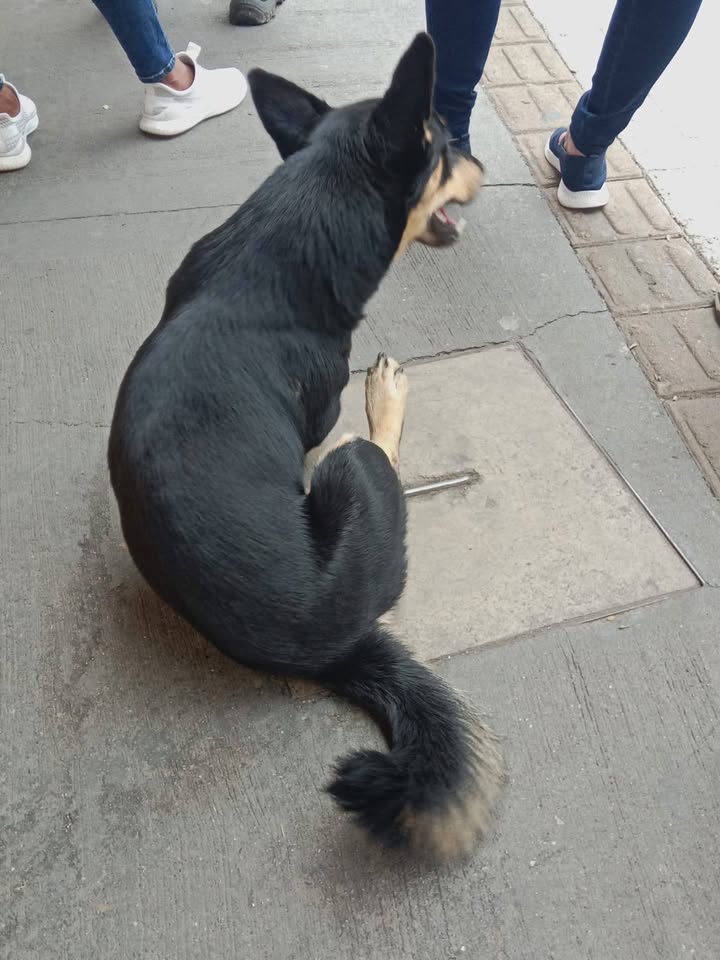 Perrito encontrado en Amagá, Antioquia 