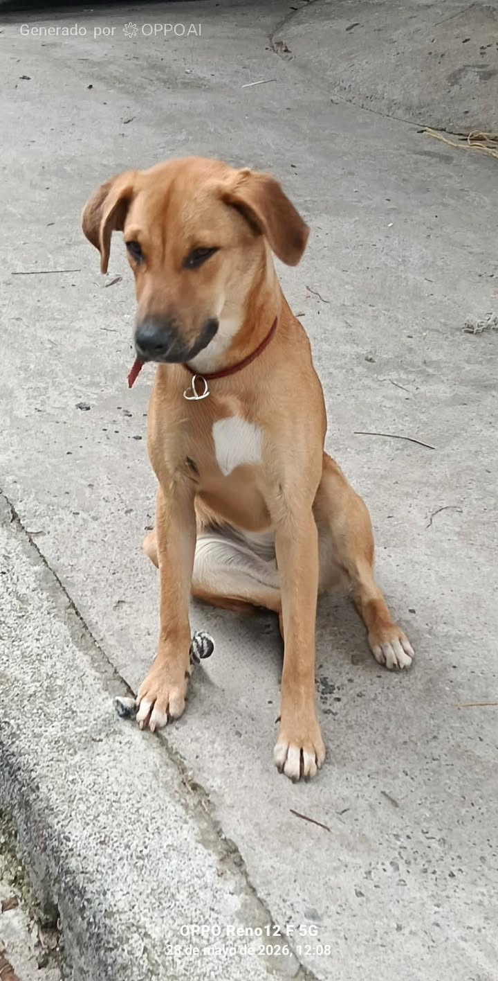 Perritas en adopción en Pereira 
