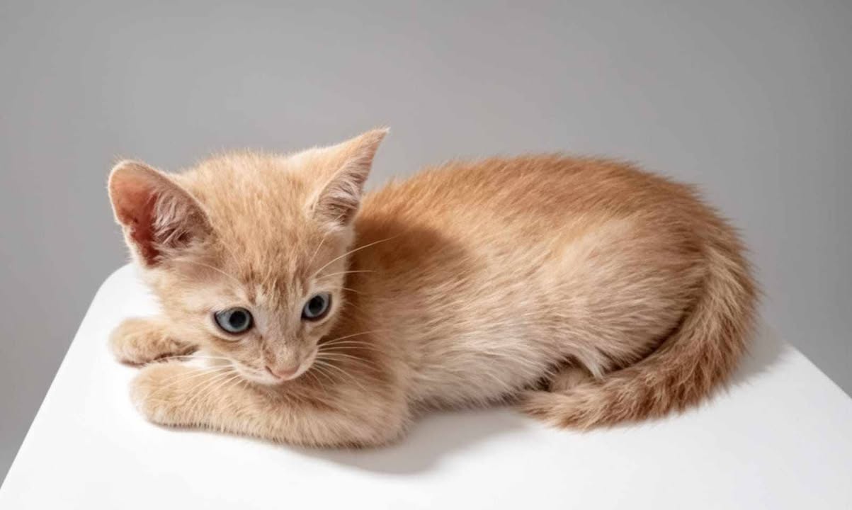Gatitos buscan hogar responsable 