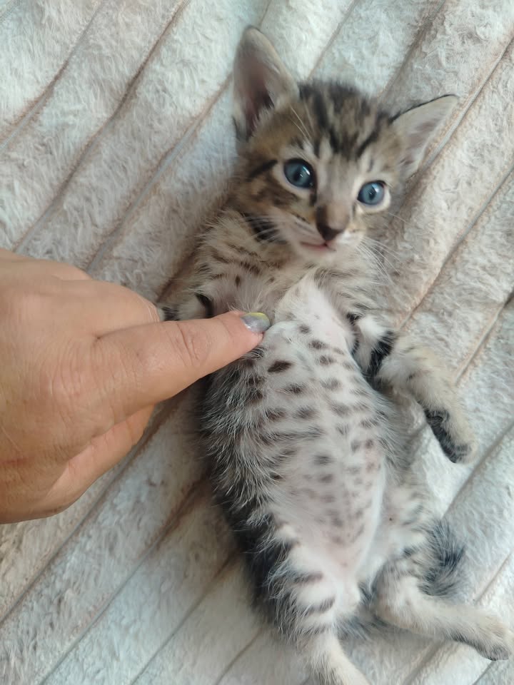 Gatitos en adopción en Bogotá 