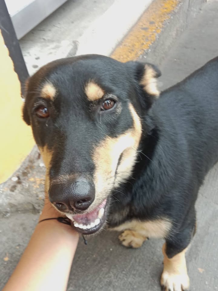 Perrito encontrado en Amagá, Antioquia 