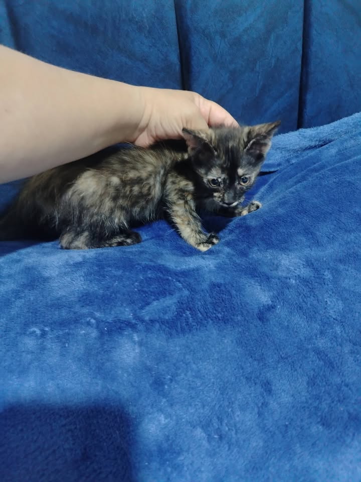 Gatitos en adopción en Bogotá 