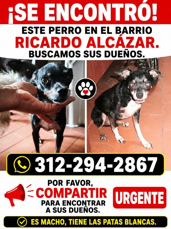 Perro encontrado en Cali 