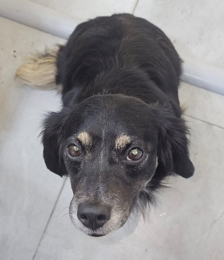 Perrita encontrada en La Pradera, Dosquebradas, Risaralda 