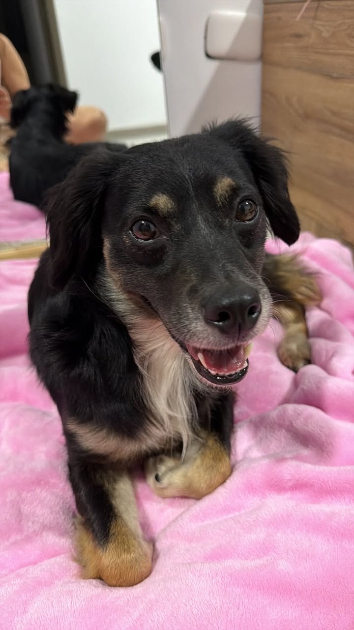 Perrita encontrada en La Pradera, Dosquebradas, Risaralda 