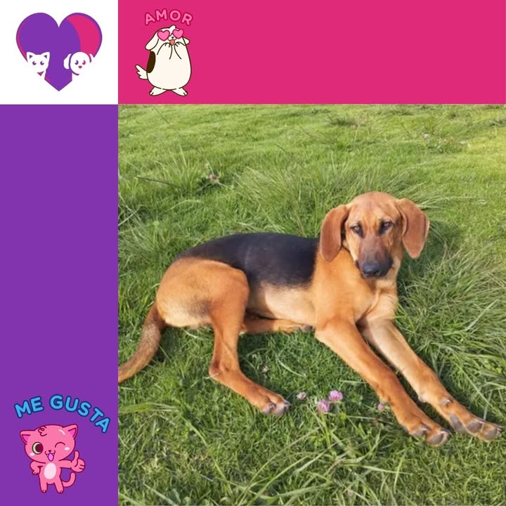 Adopción de perro peludo en Bogotá 