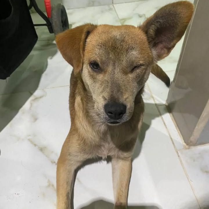 Perro en adopción en Pereira 