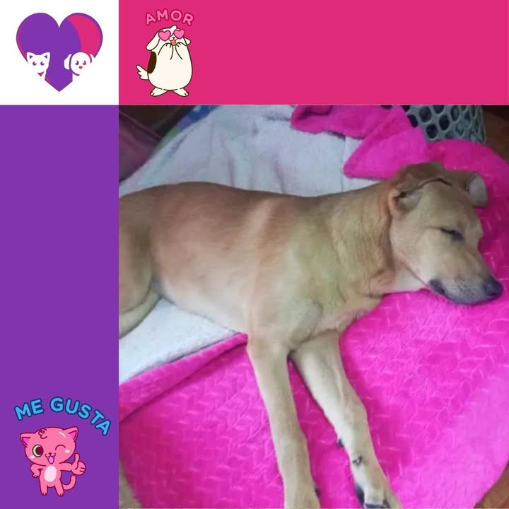 Adopta un perro cachorro en Bogotá 