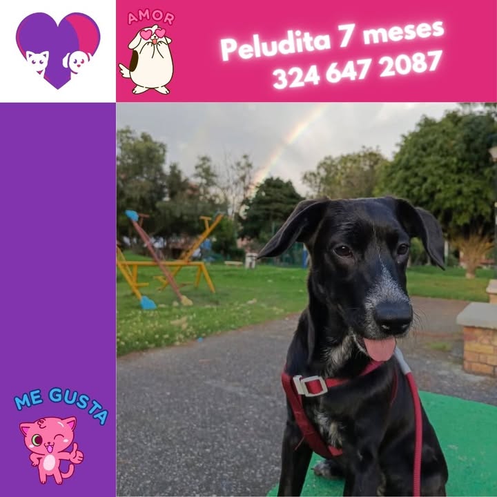 Adopta un peludo en Bogotá: ¡Dale un hogar lleno de amor! 