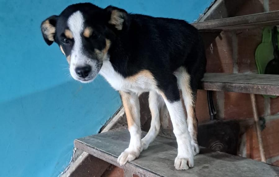 Adopción de perrita en Pereira, Risaralda 