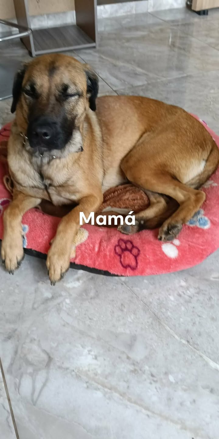 Perritas en adopción en Pereira 