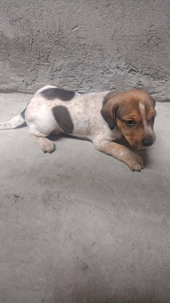  Perritos buscando hogar responsable en Pereira 